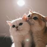 Reflex JJ Profile Picture