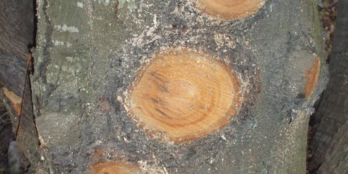 Best No Deposit Bonus Casinos in Canada November 2025